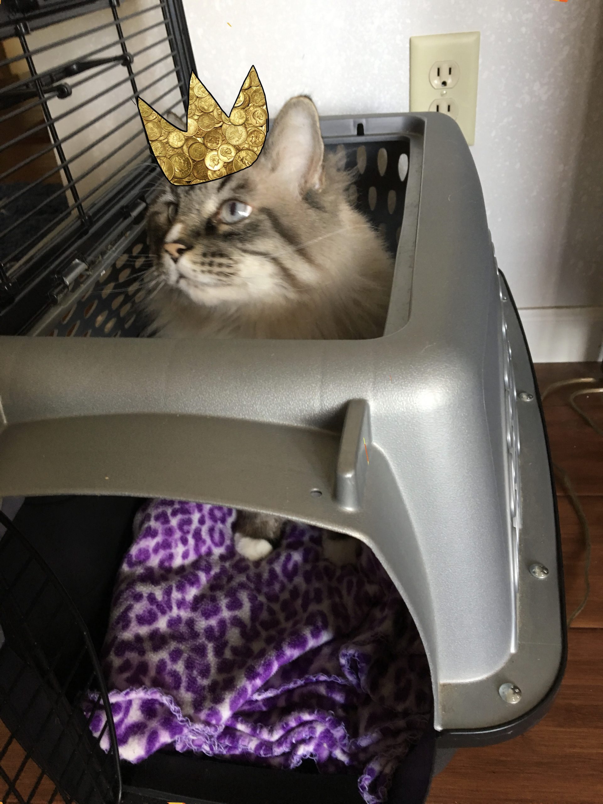 Choosing a outlet cat carrier