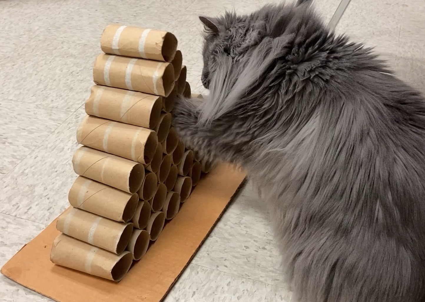 https://www.felinepurrspective.com/wp-content/uploads/2022/02/Cat-with-homemade-food-puzzle.jpg