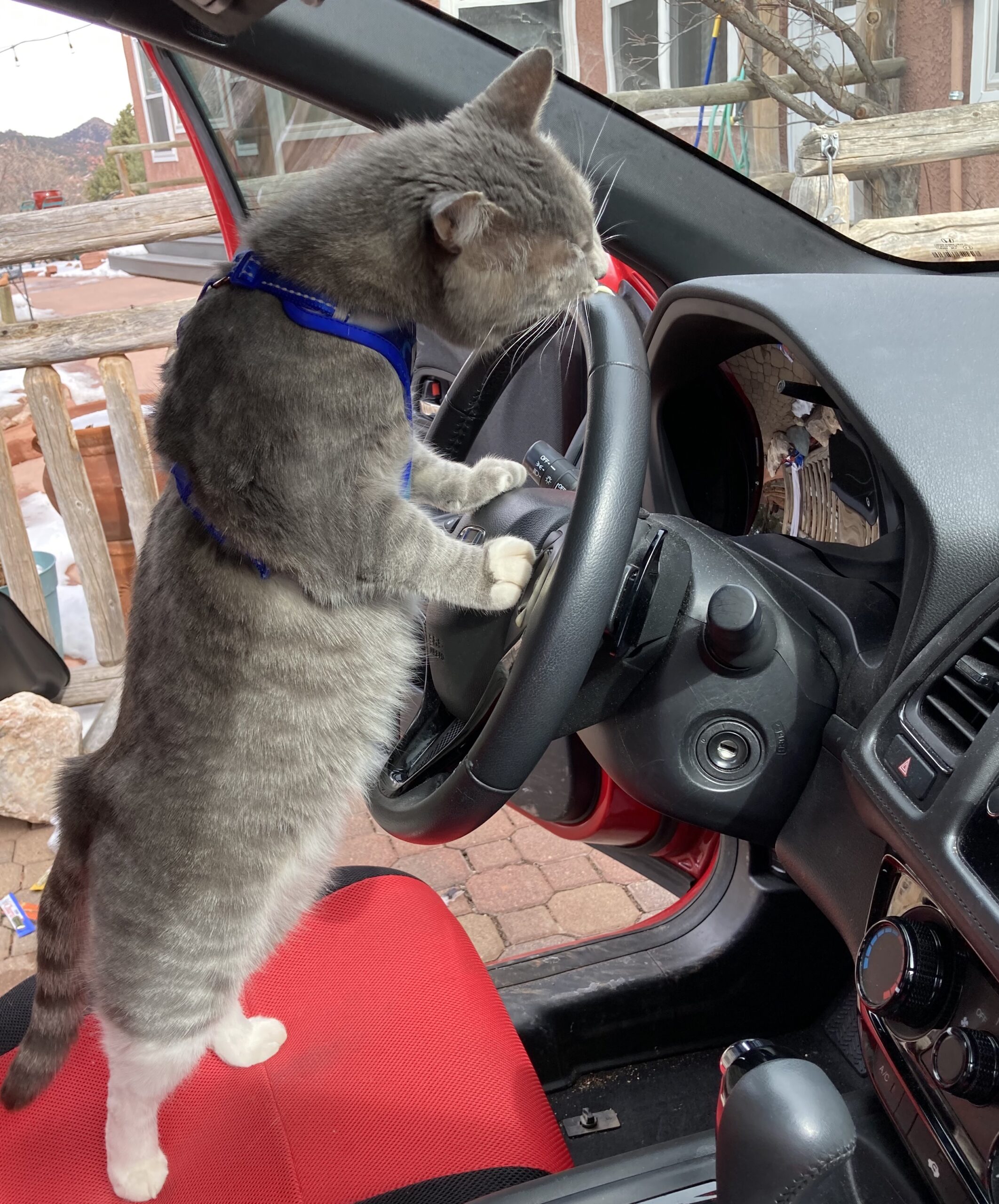 Calm cat outlet for car ride