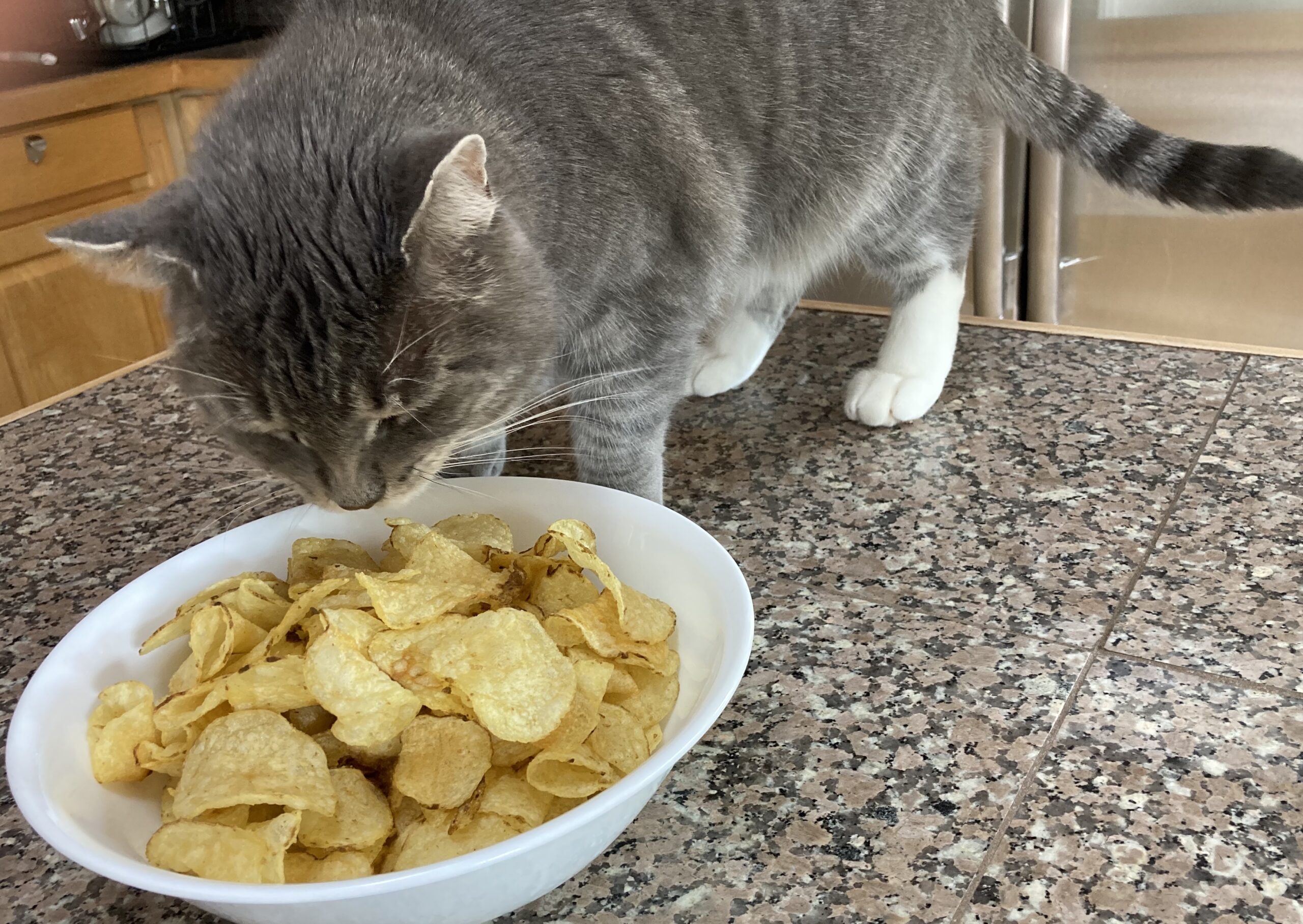 Cat chip food top bowl